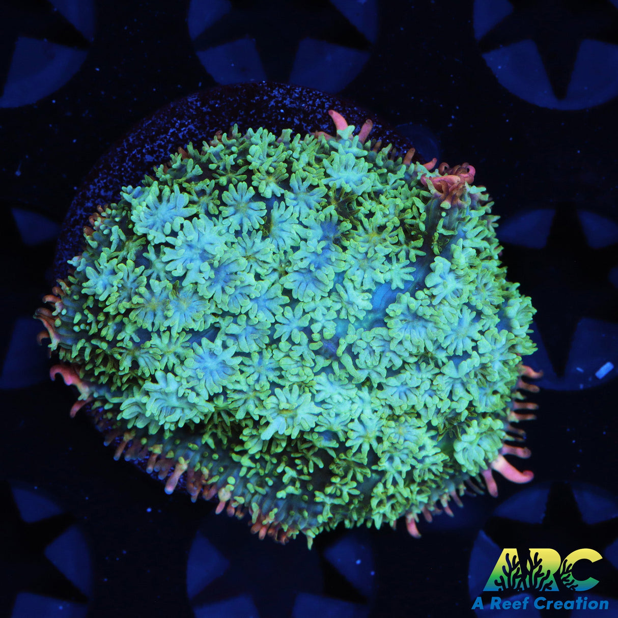 ARC Franken type Mushroom