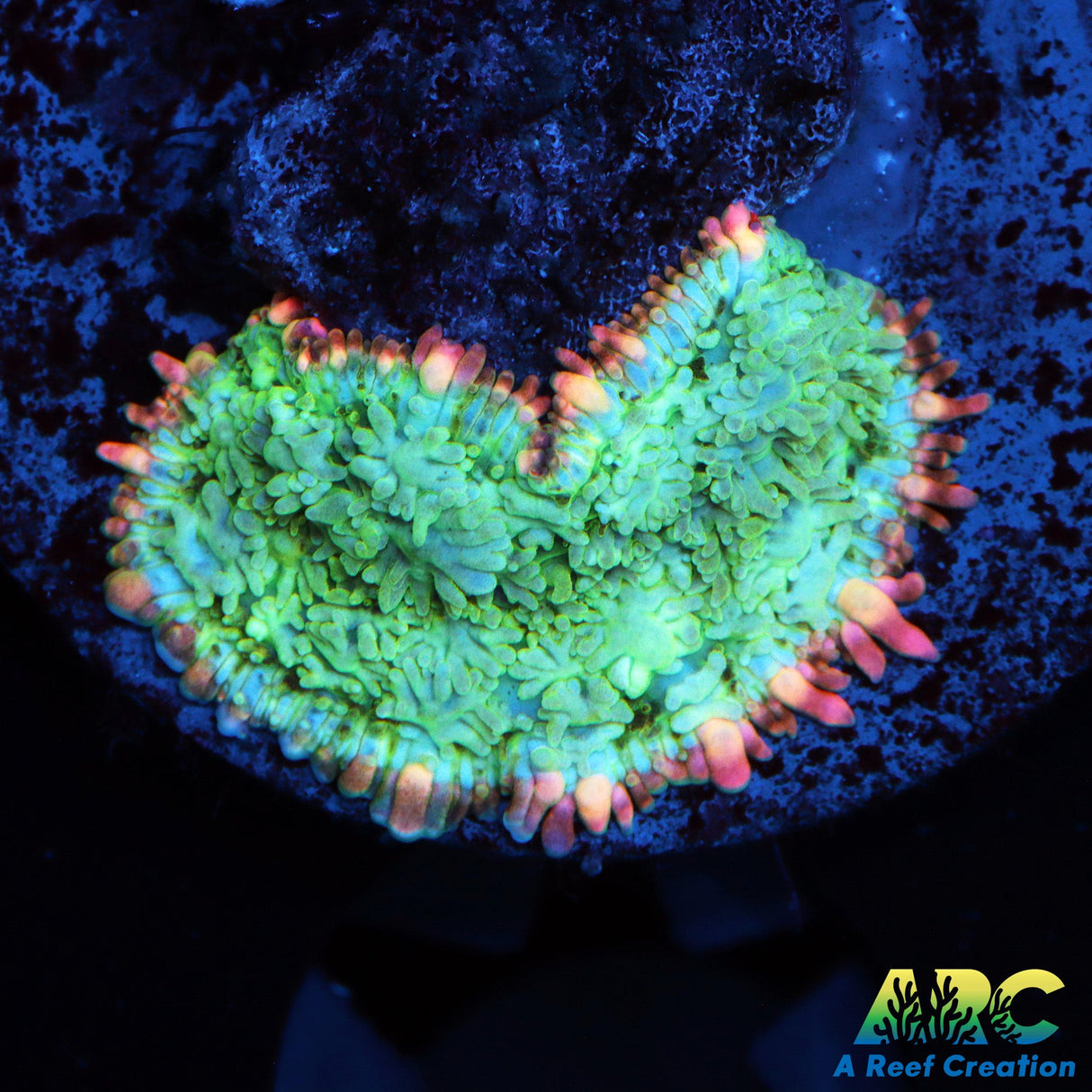 ARC Franken type Mushroom