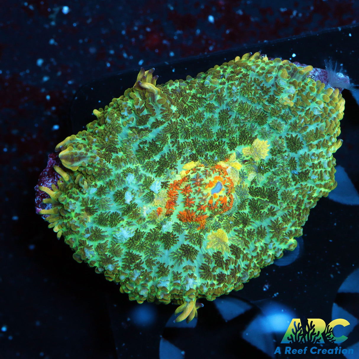 Jupiter Red Rhodactis