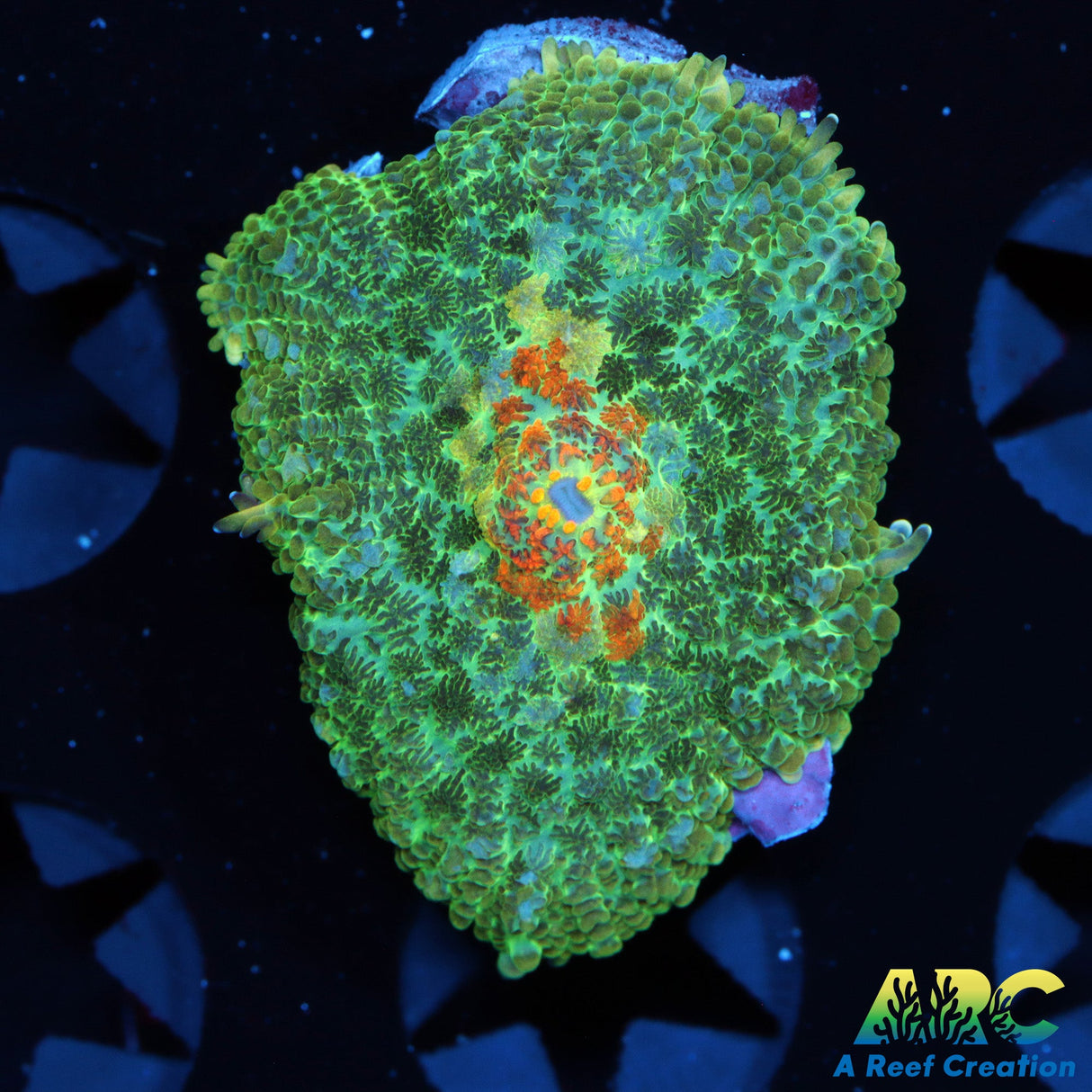 Jupiter Red Rhodactis