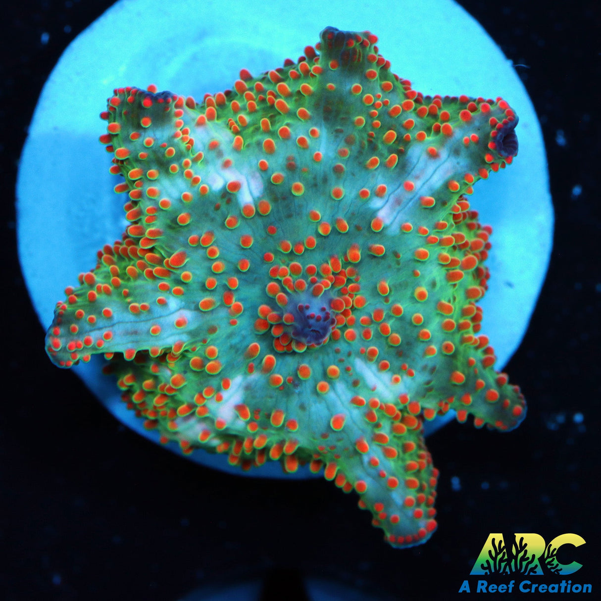 Campfire Disco Mushroom