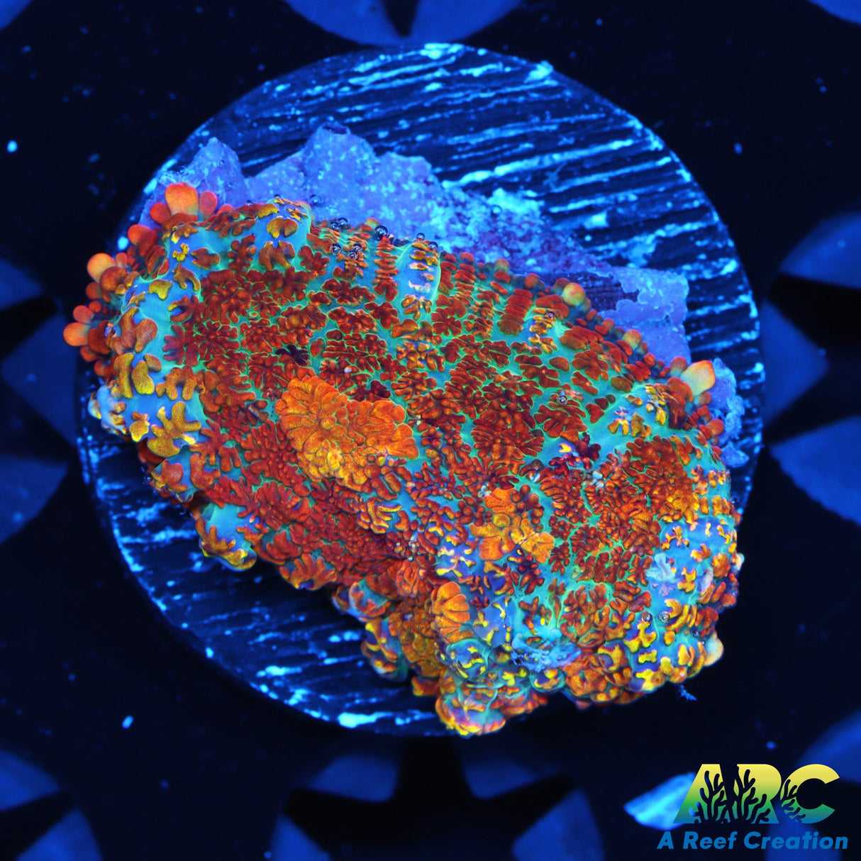 CC Colorado Grease Fire Mushroom