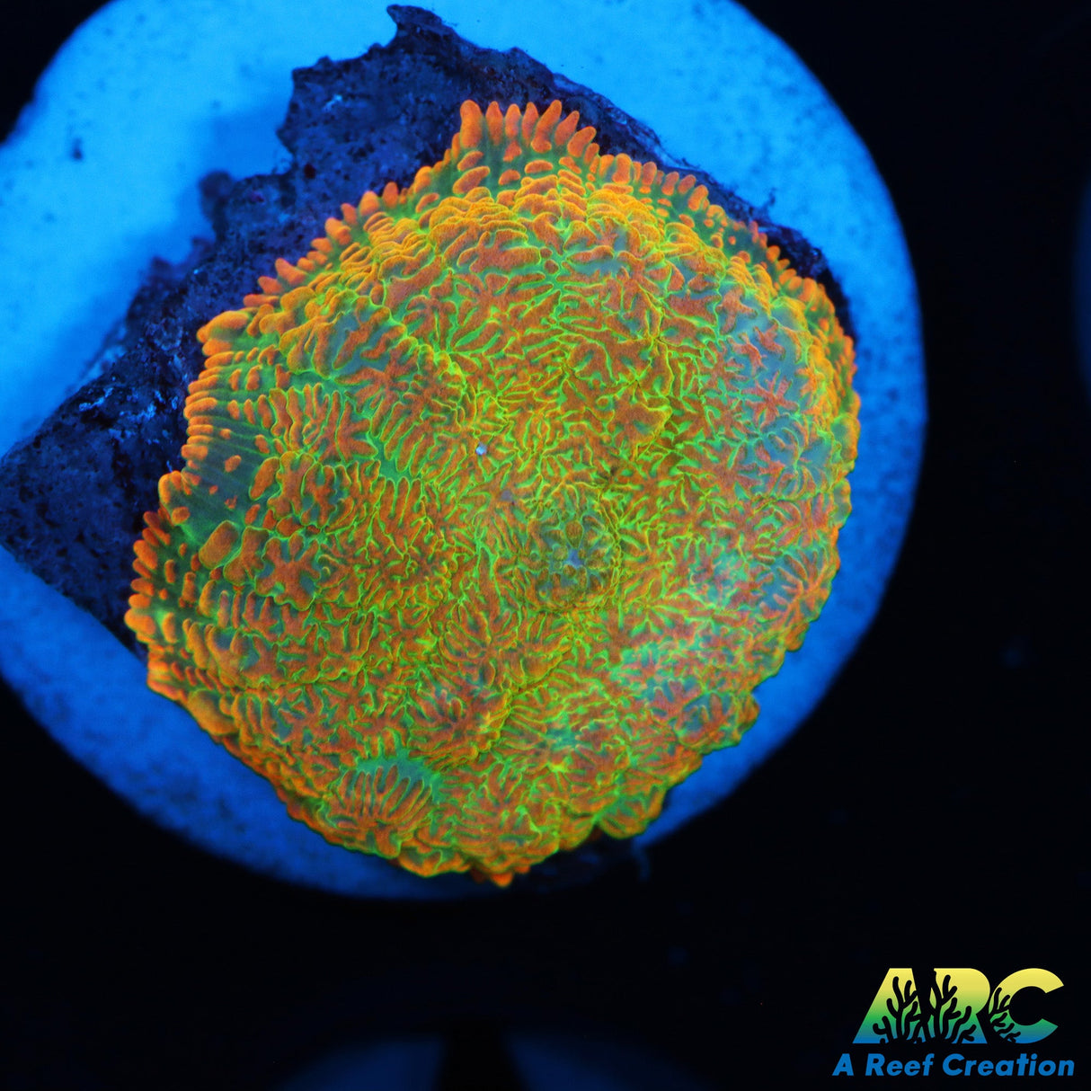 Tequila Sunrise Shroom