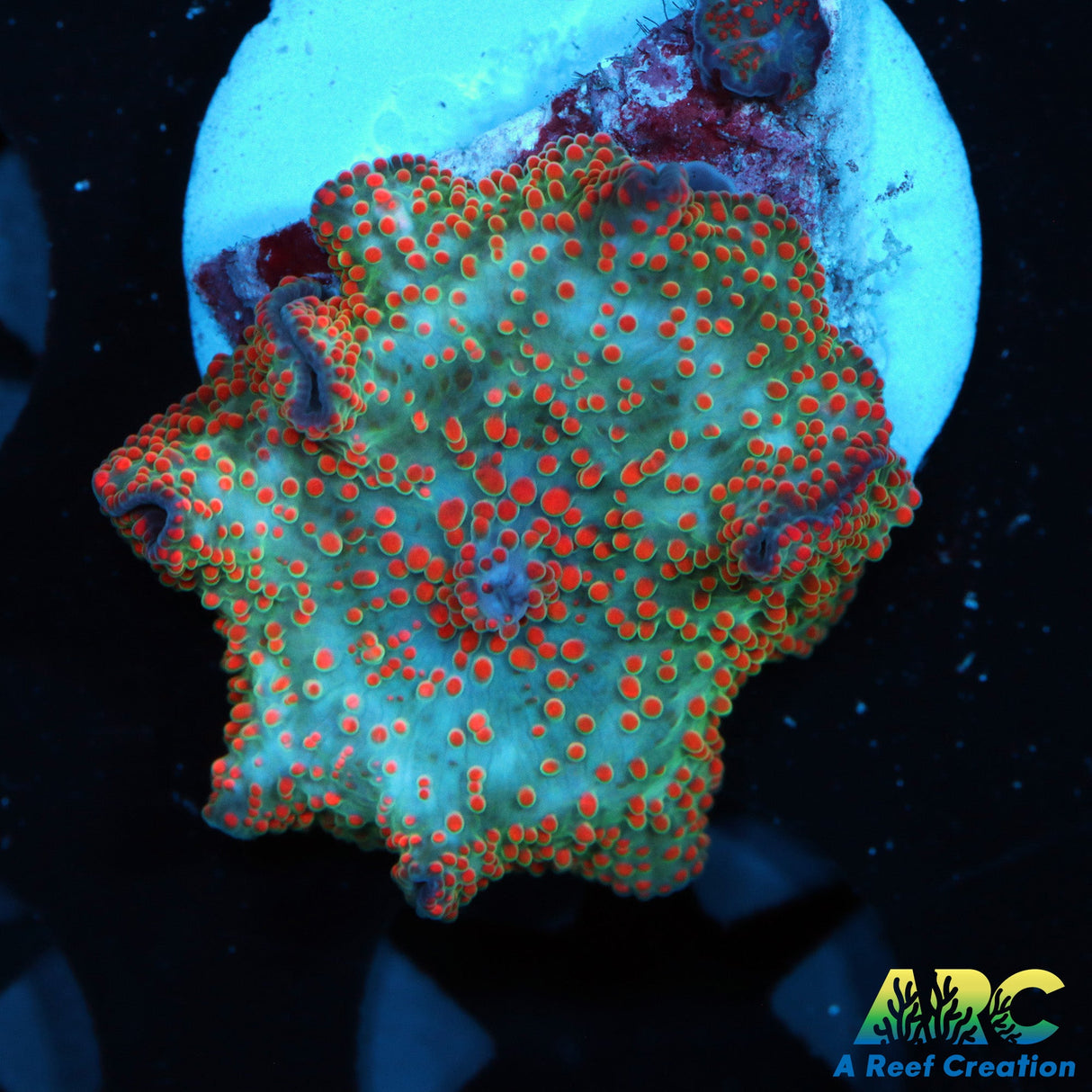 Campfire Disco Mushroom