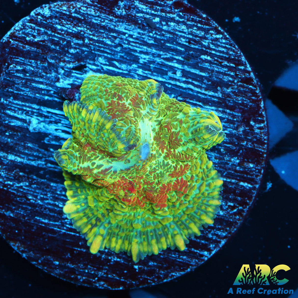 Jupiter Red Rhodactis