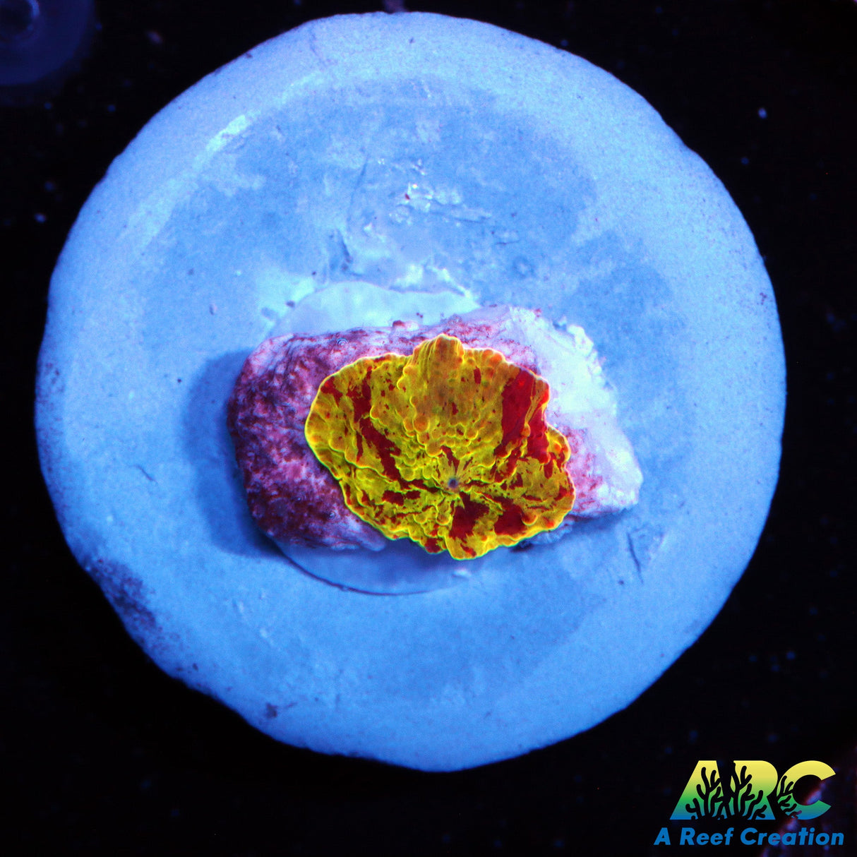 Baby Mythical Coral's Elcectus Bounce