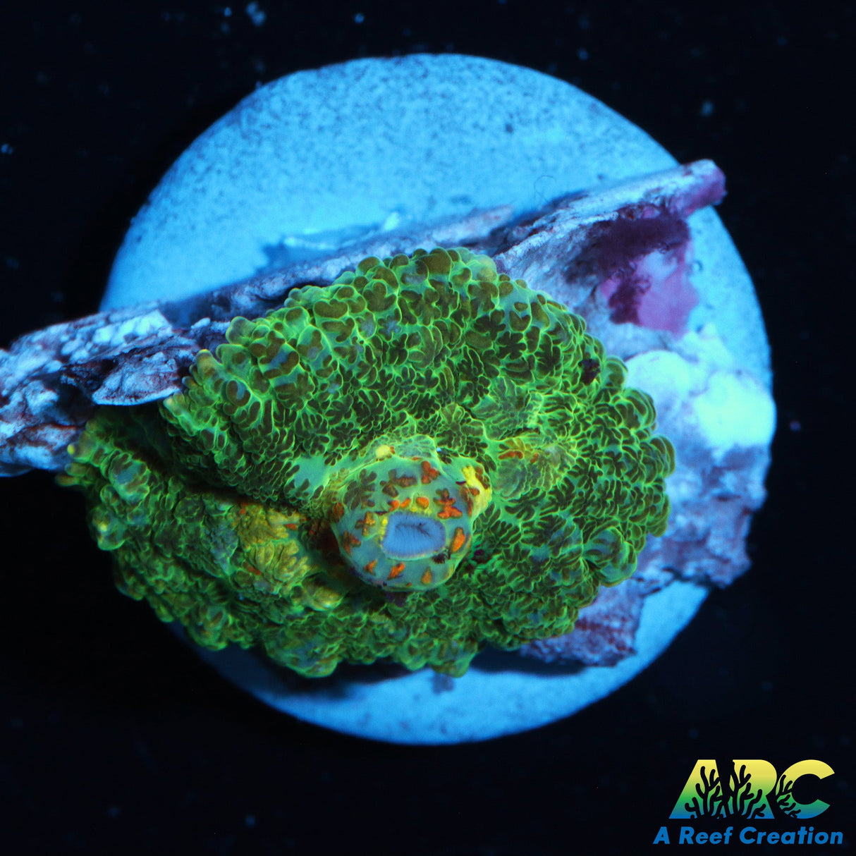 Jupiter Red Rhodactis