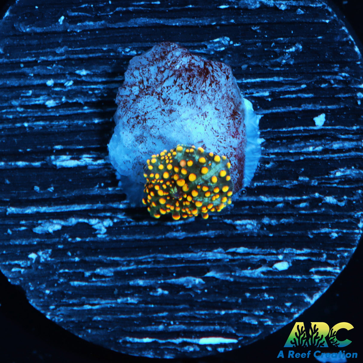 Baby Interstellar Mushroom