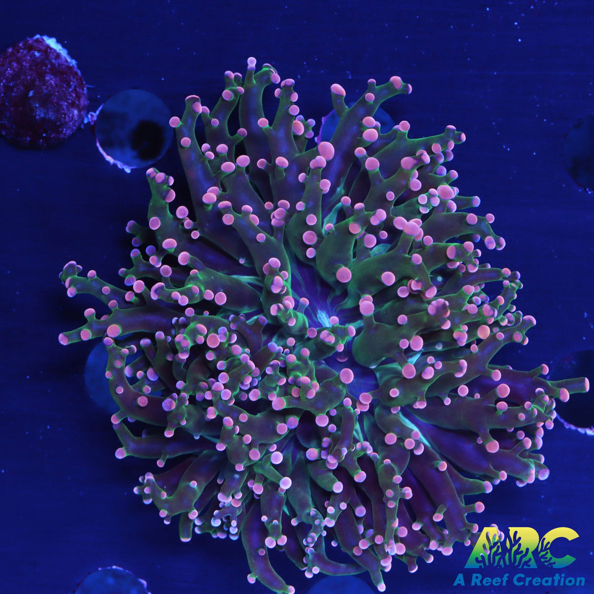 Green and Peach Octospawn