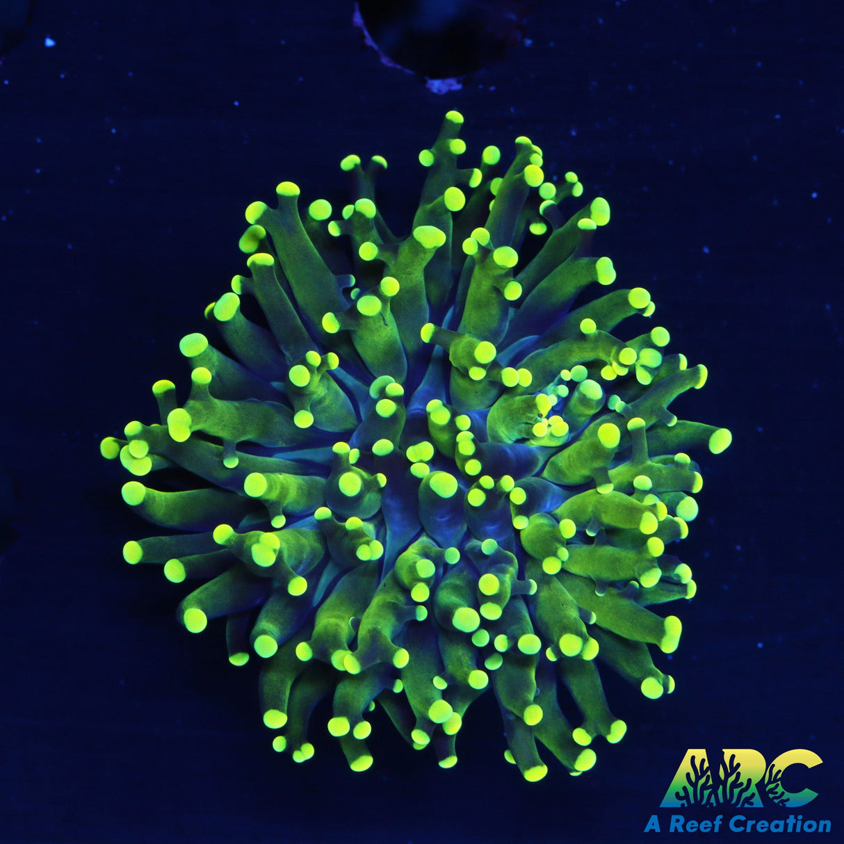 Green and Yellow Frogspawn