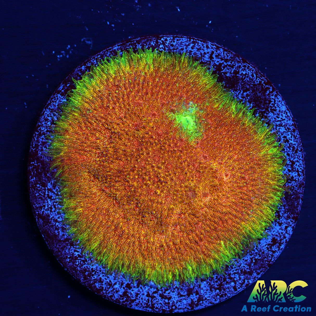 Watermelon Psammocora