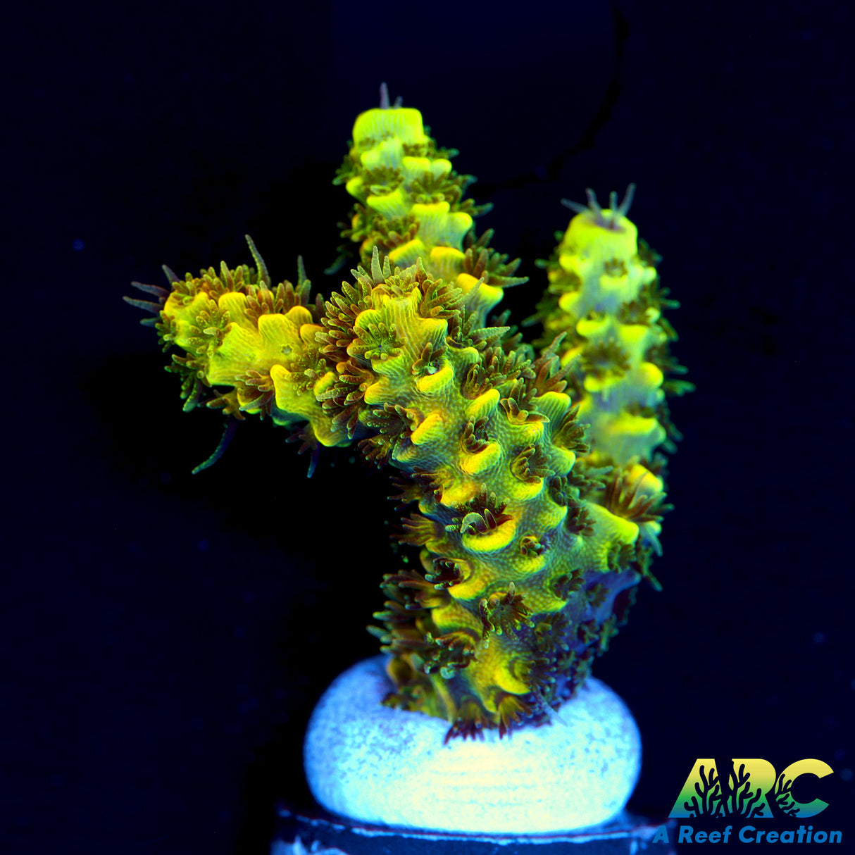 RRC Green Side Rainbow Splice