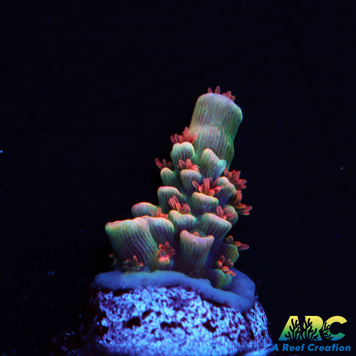 TGC Cherry Bomb Acro
