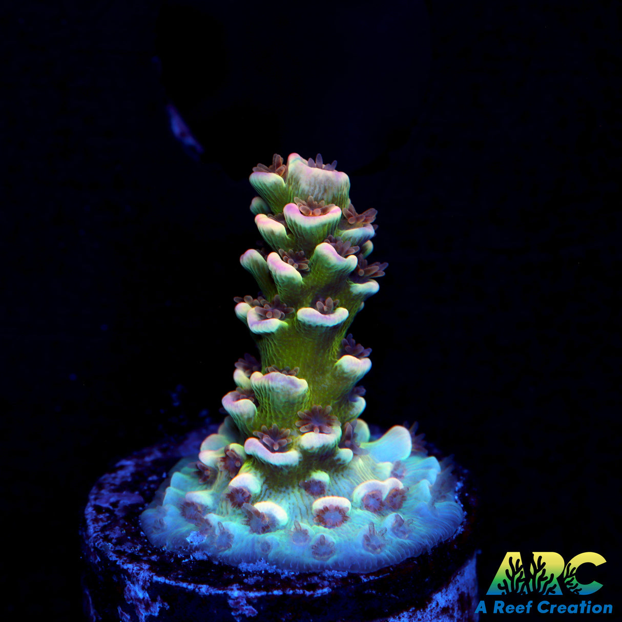 WWC Pink Panther Acro