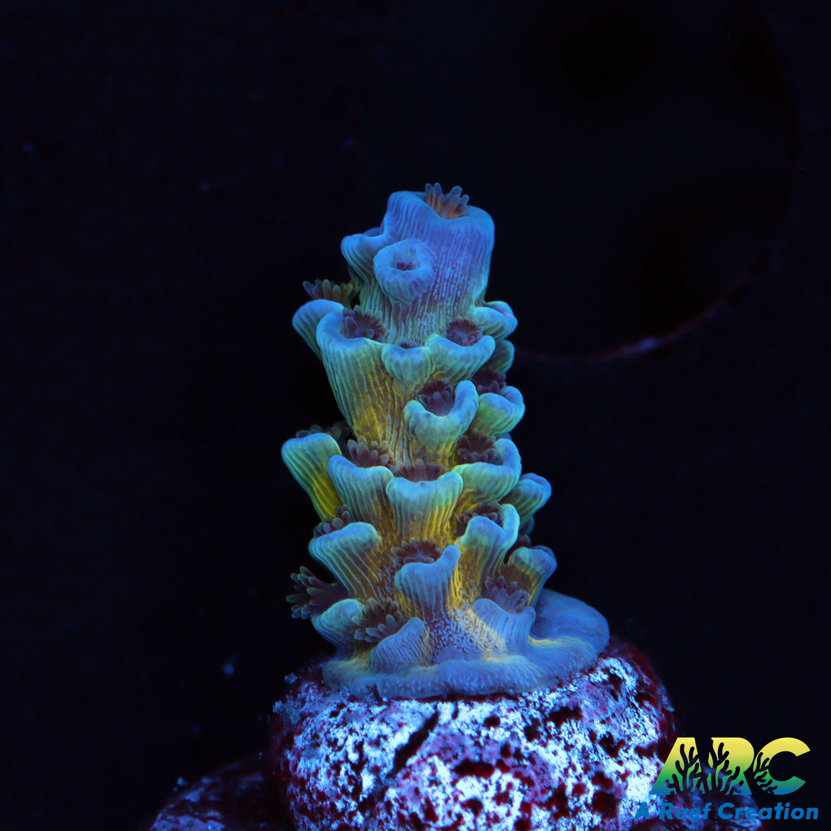 JF Jolt Acro