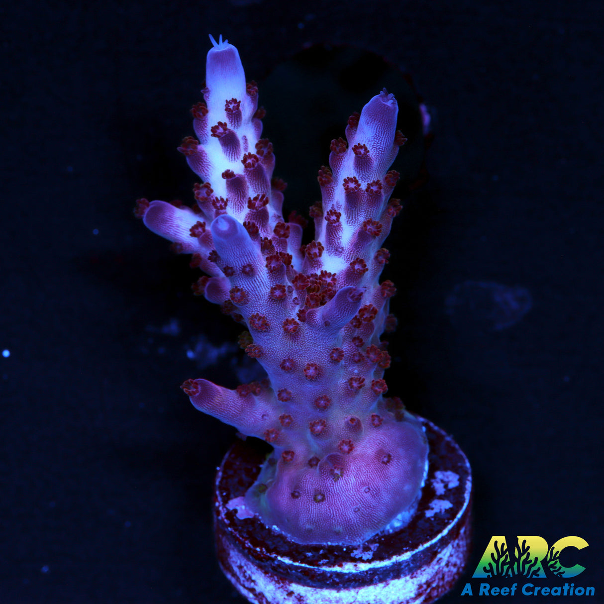 ARC Magic Dragon Acro