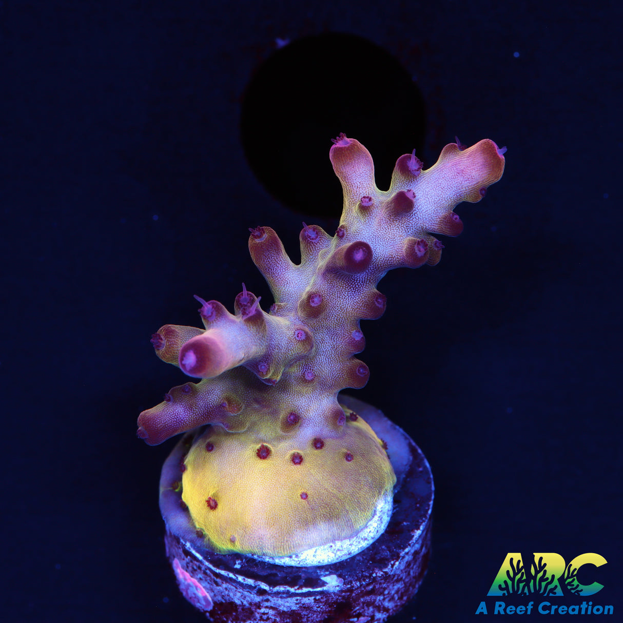 ARC Sand's of Time Acro