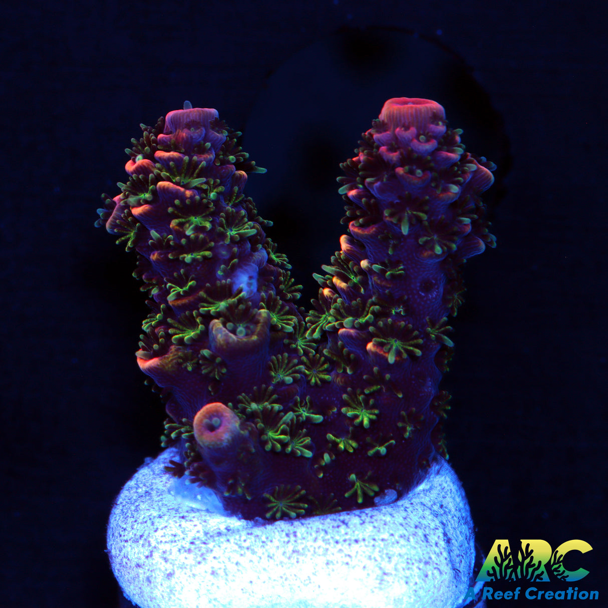 ARC Fuzzy's Revenge Spath