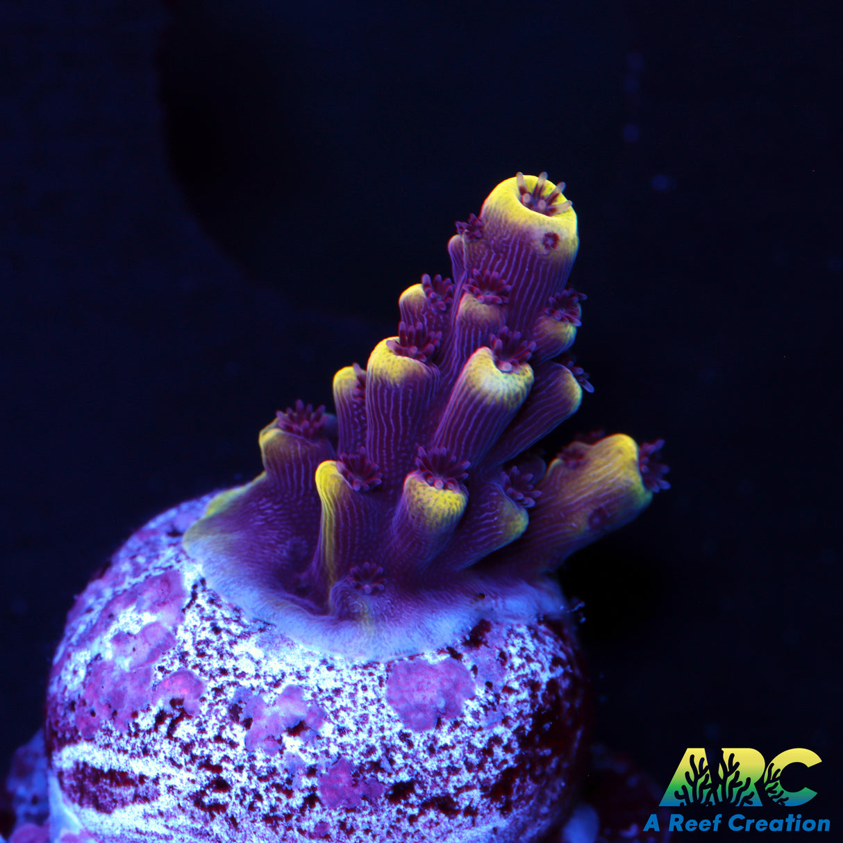 RRC Pink Caddy Acro