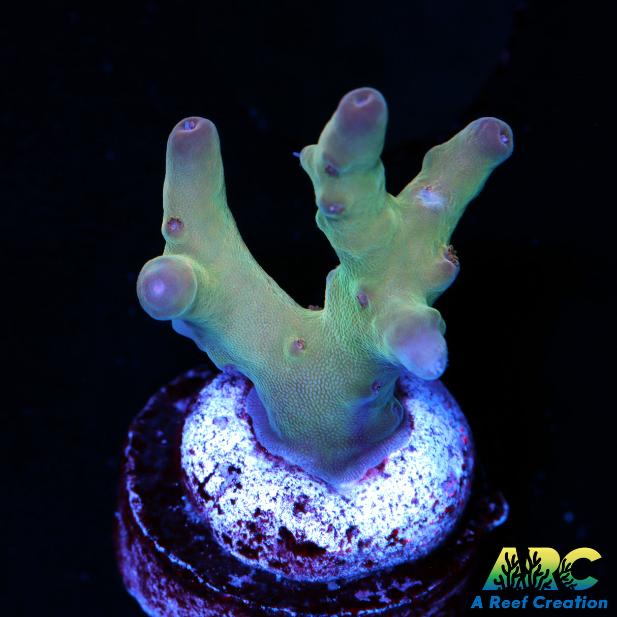 ARC Purple Tip Lokani