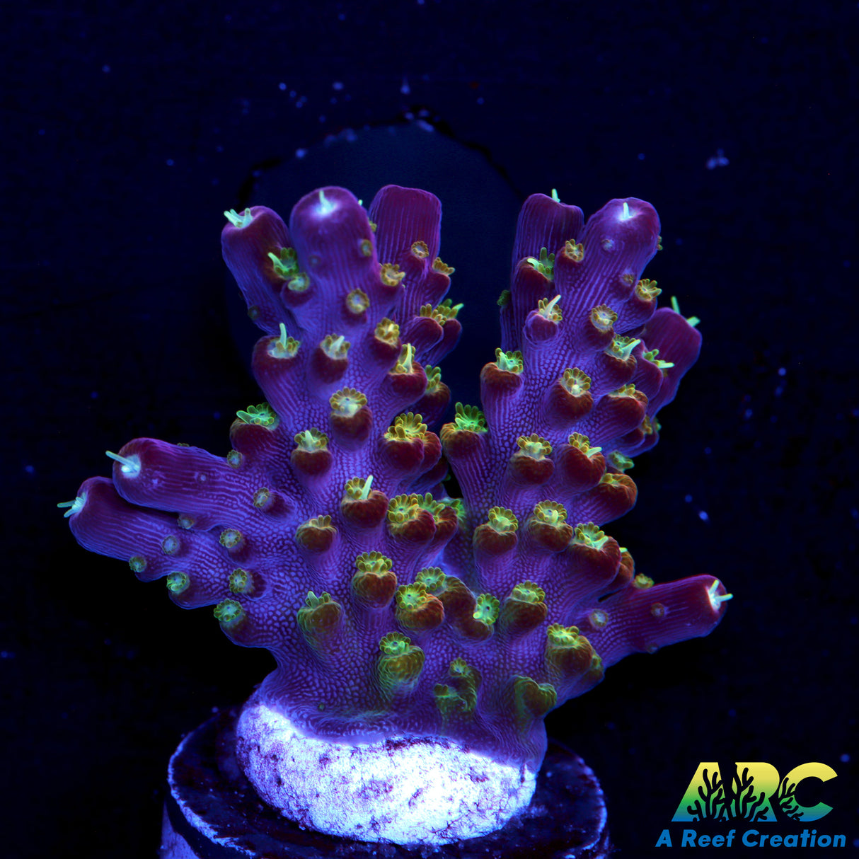 CC Grafted Banana Hammock