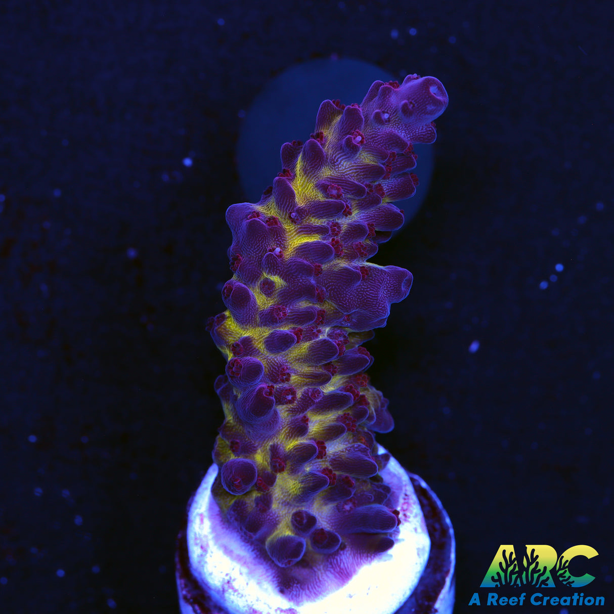 Sanjay's Red Photon Acro