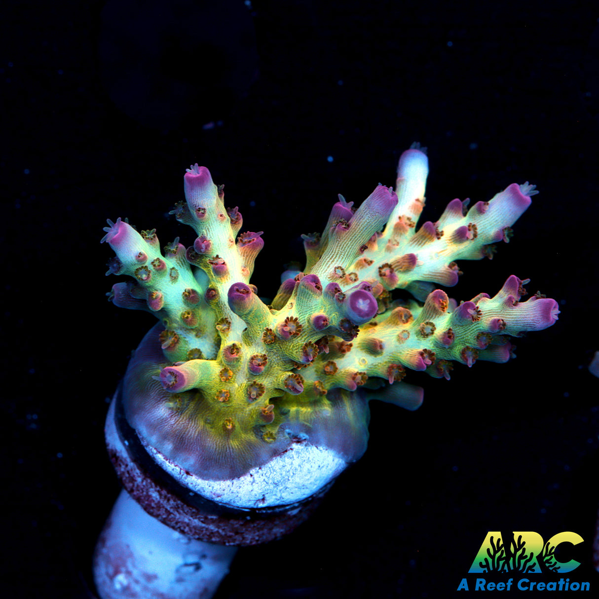 ARC Joe Cool Acro