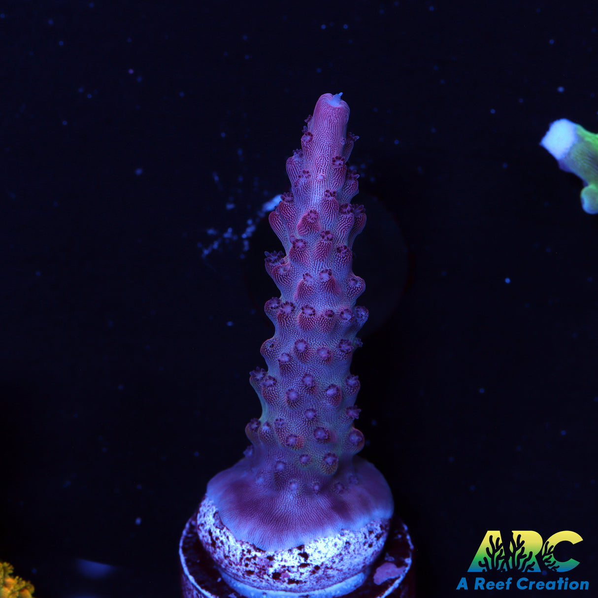 Pink Orchid Acro