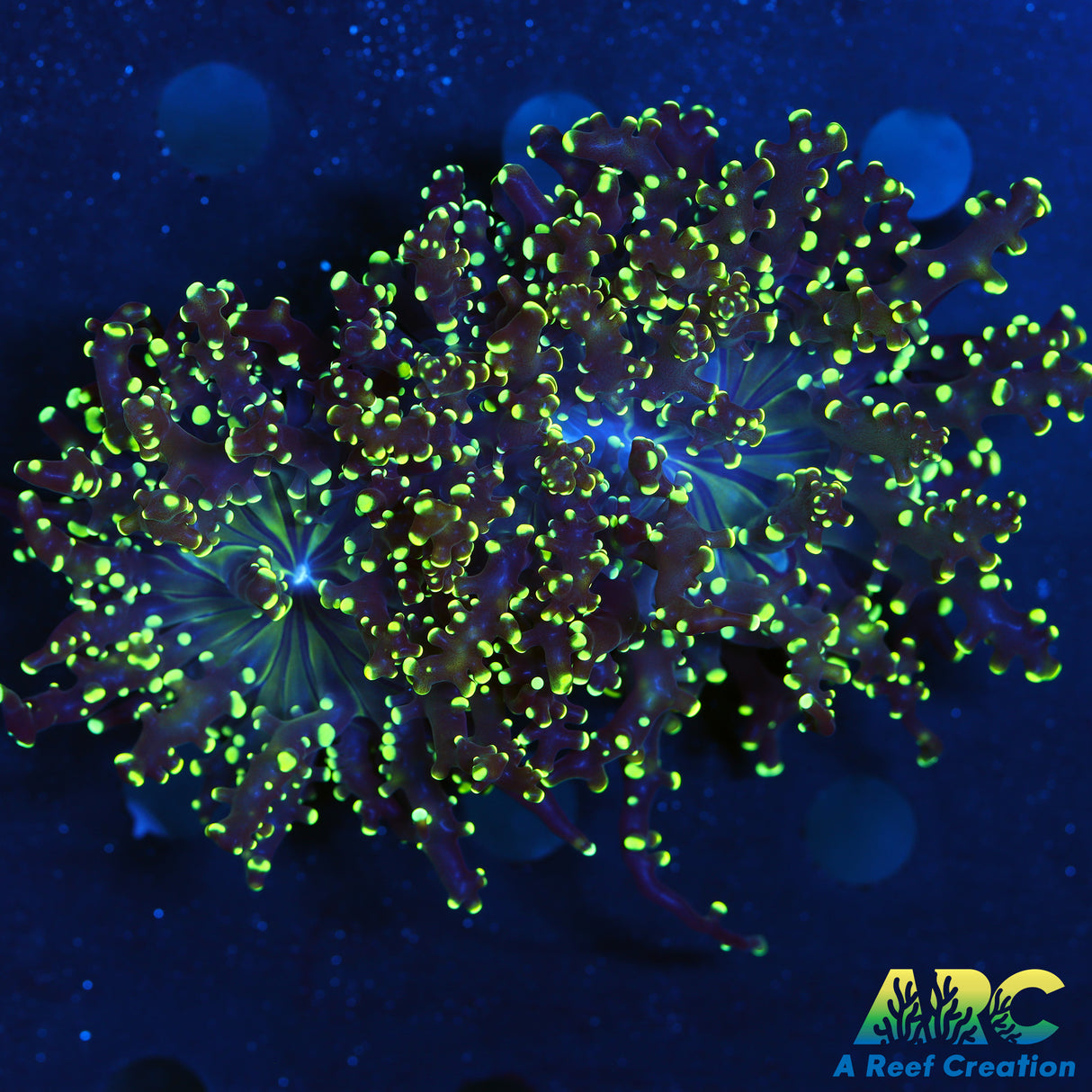 Yellowtip Frogspawn