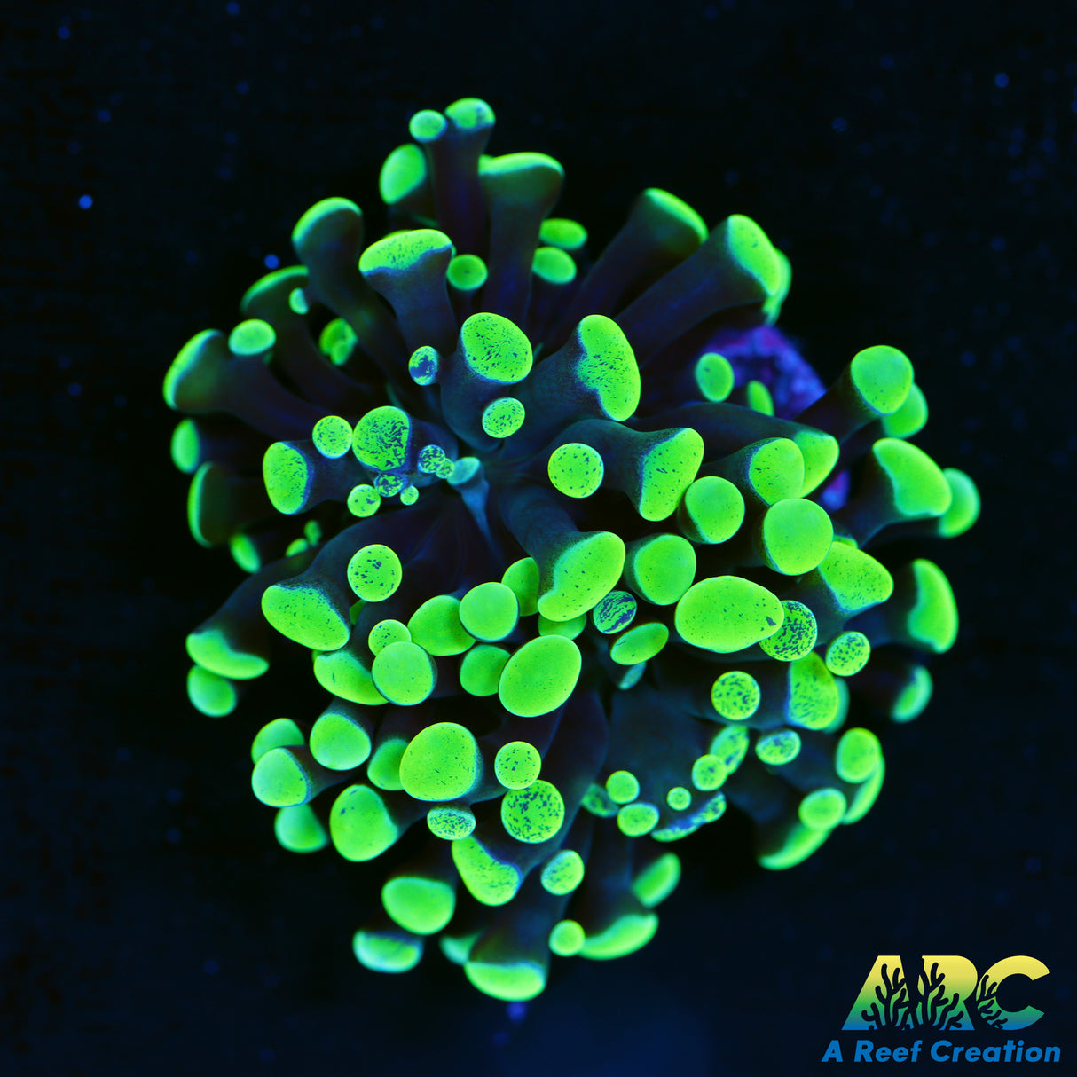 Splatter Hammer