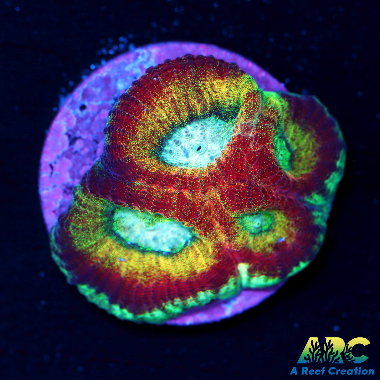 UC Regal Goniastrea