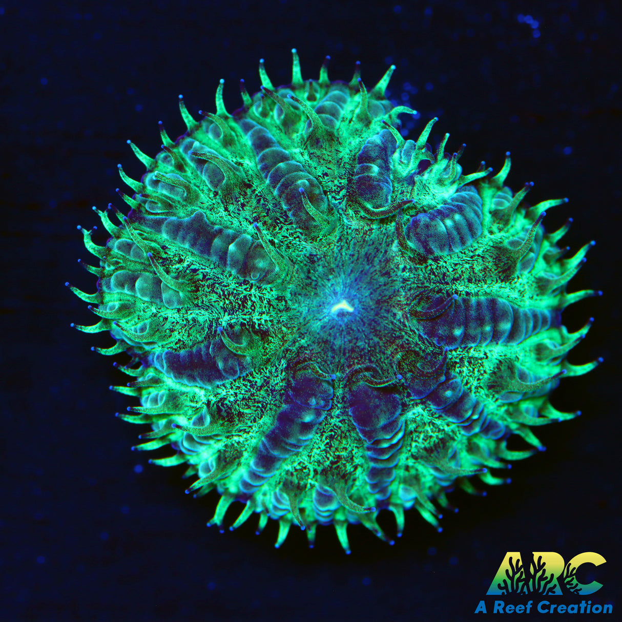 ARC Jake's Mint Merletti Blasto