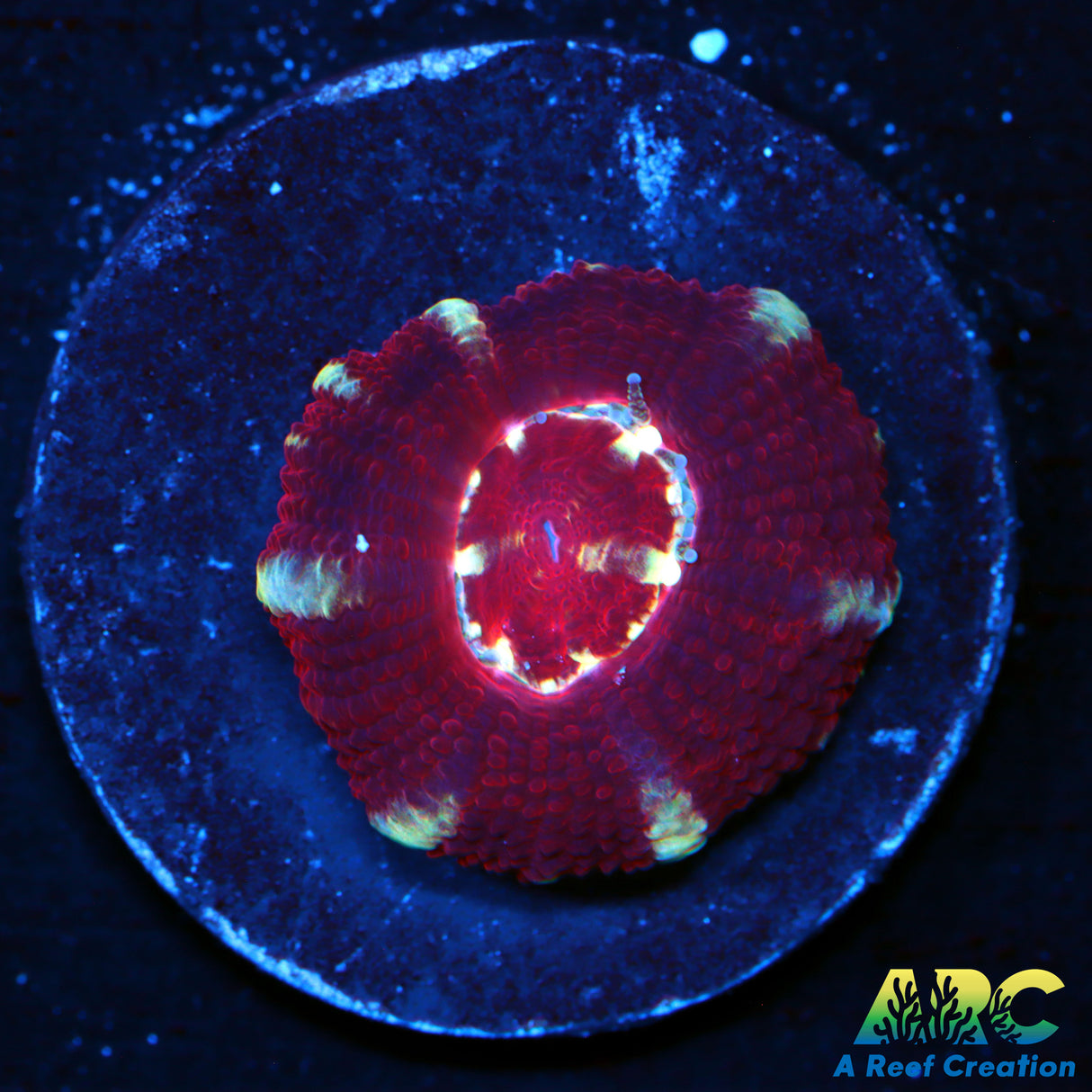 ARC Asia Acan