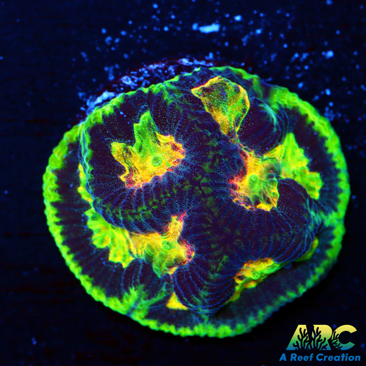 WWC Amazing Raibow Platy