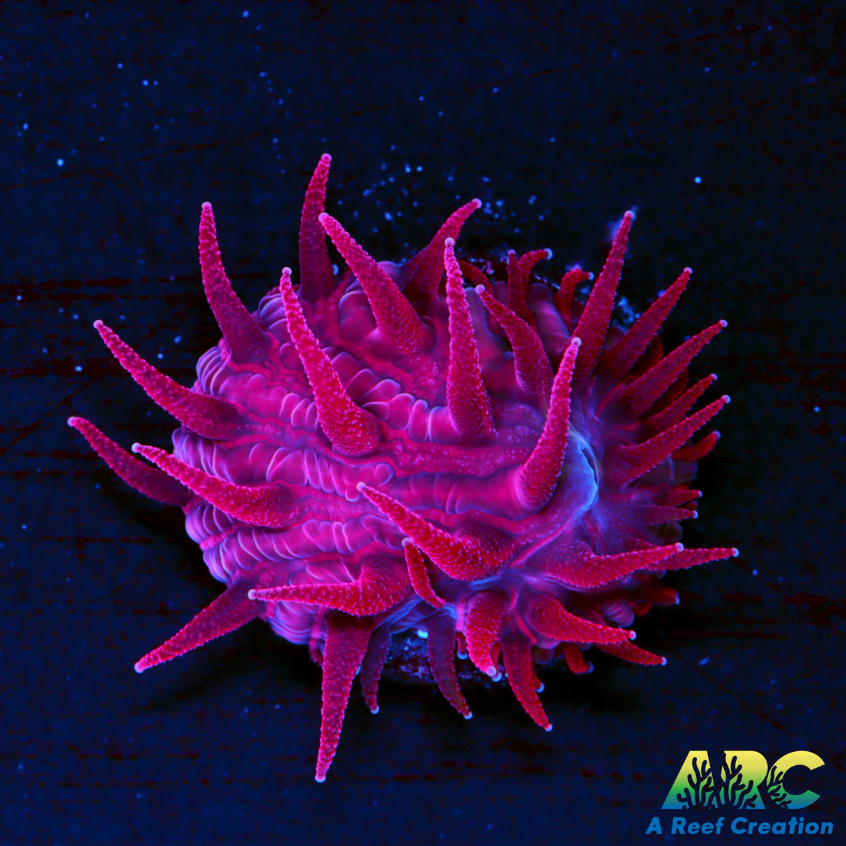 ARC Red Hydra Plate Coral