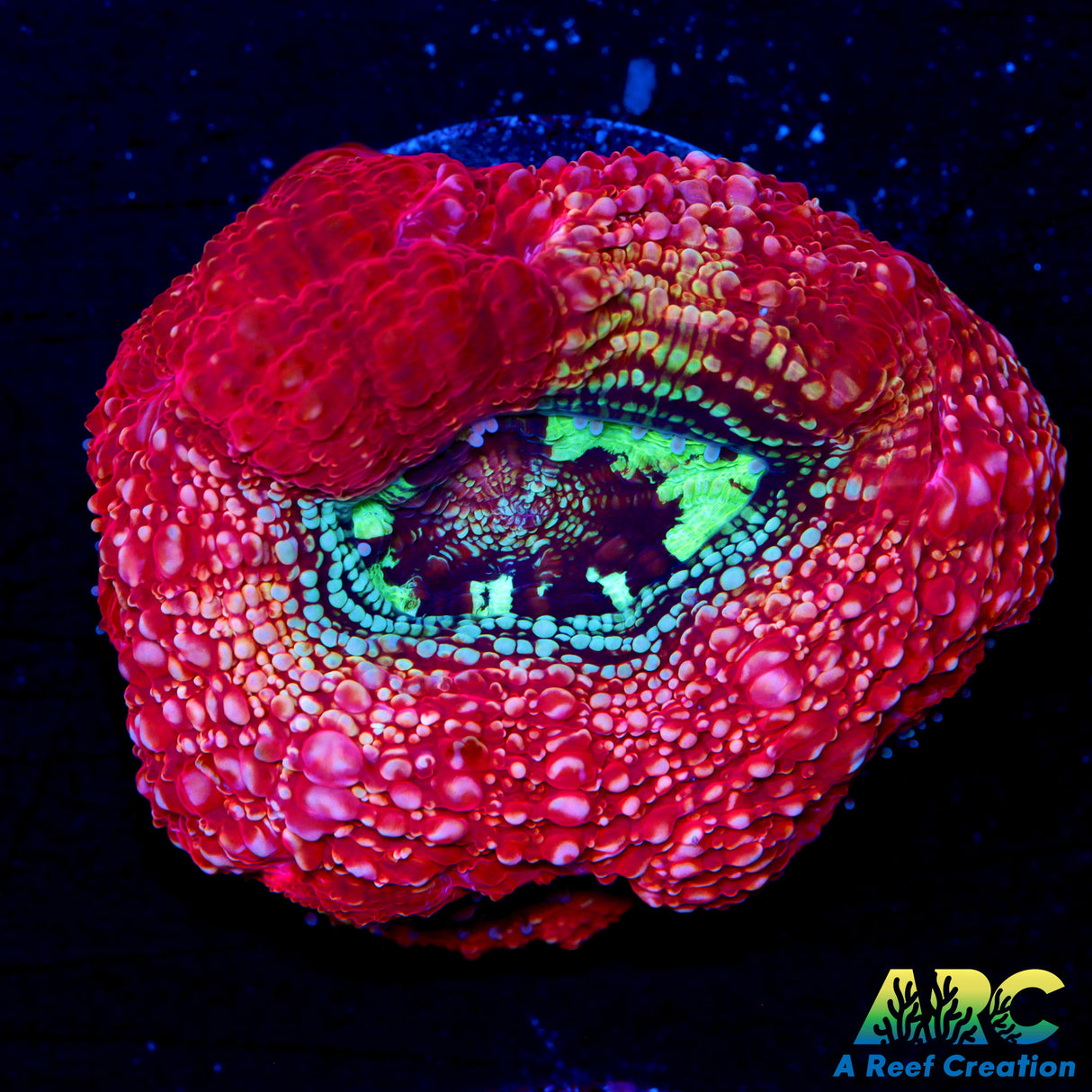 ARC Sunspot Bower