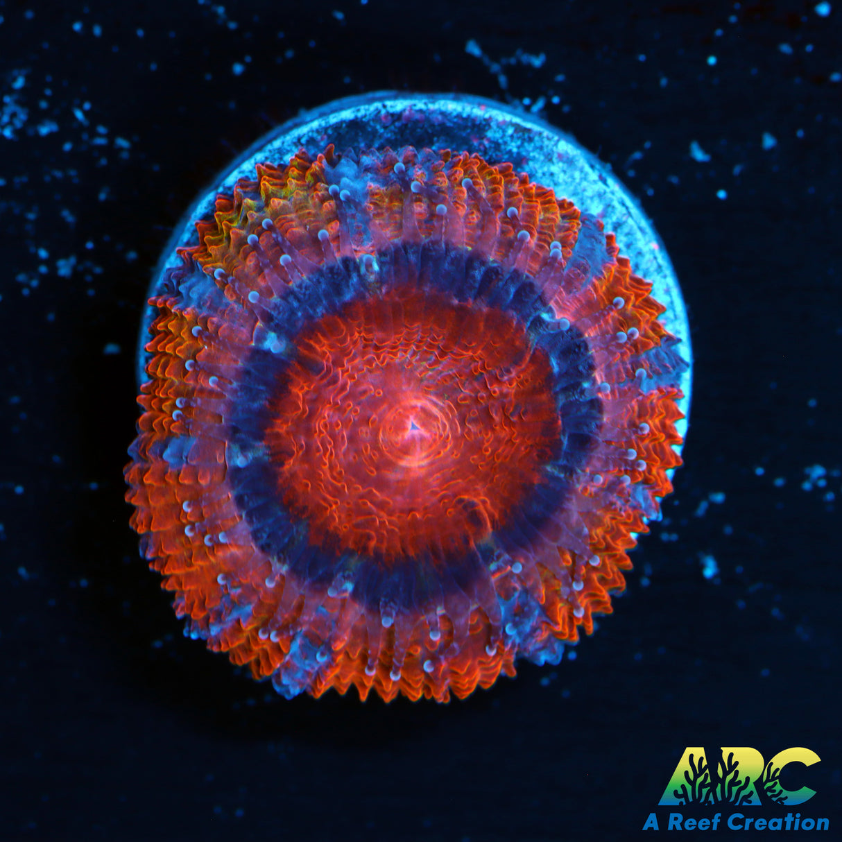 ARC Pink Dreams Acan