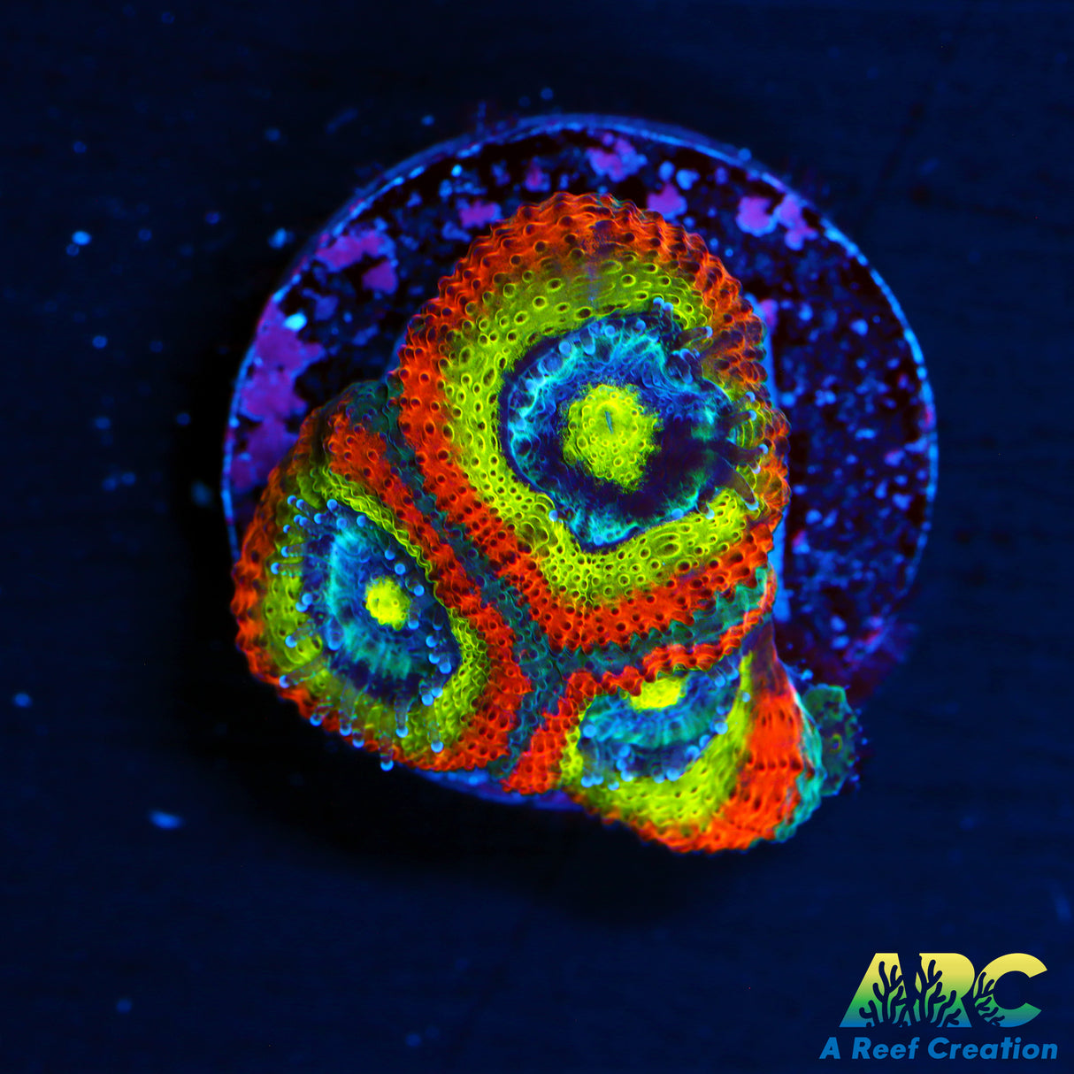 Holy Grail Micromussa