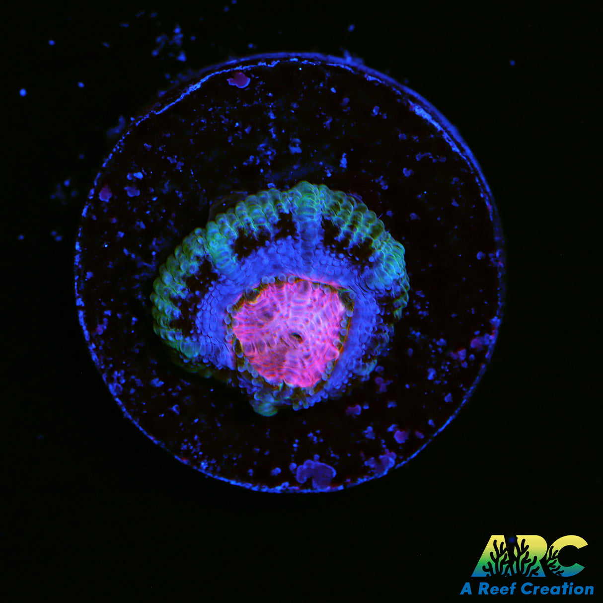 ARC Pink Center Micro