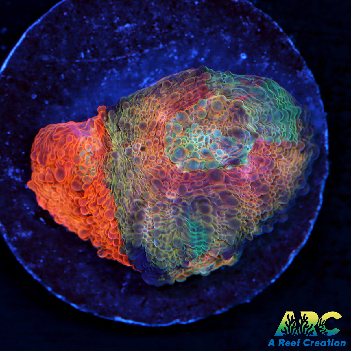 ARC Paint Splatter Echinata