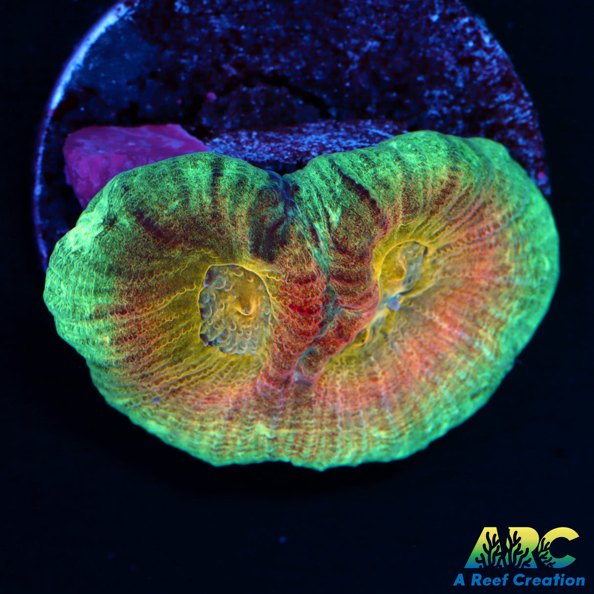 Rainbow Dipsastraea
