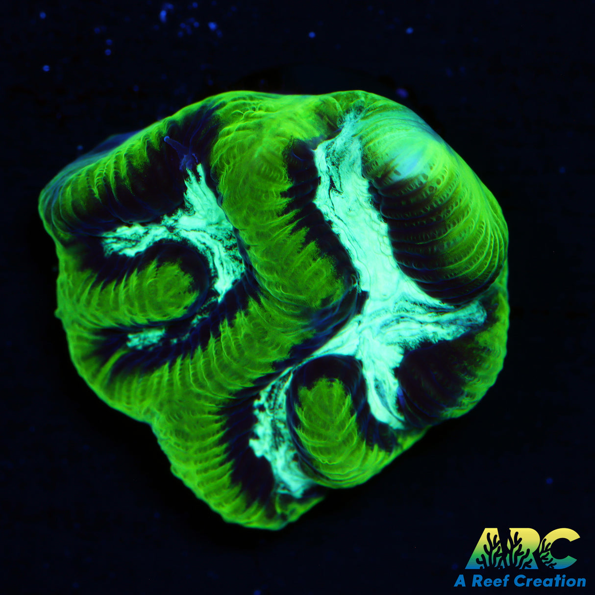 ARC Neon Goniastrea