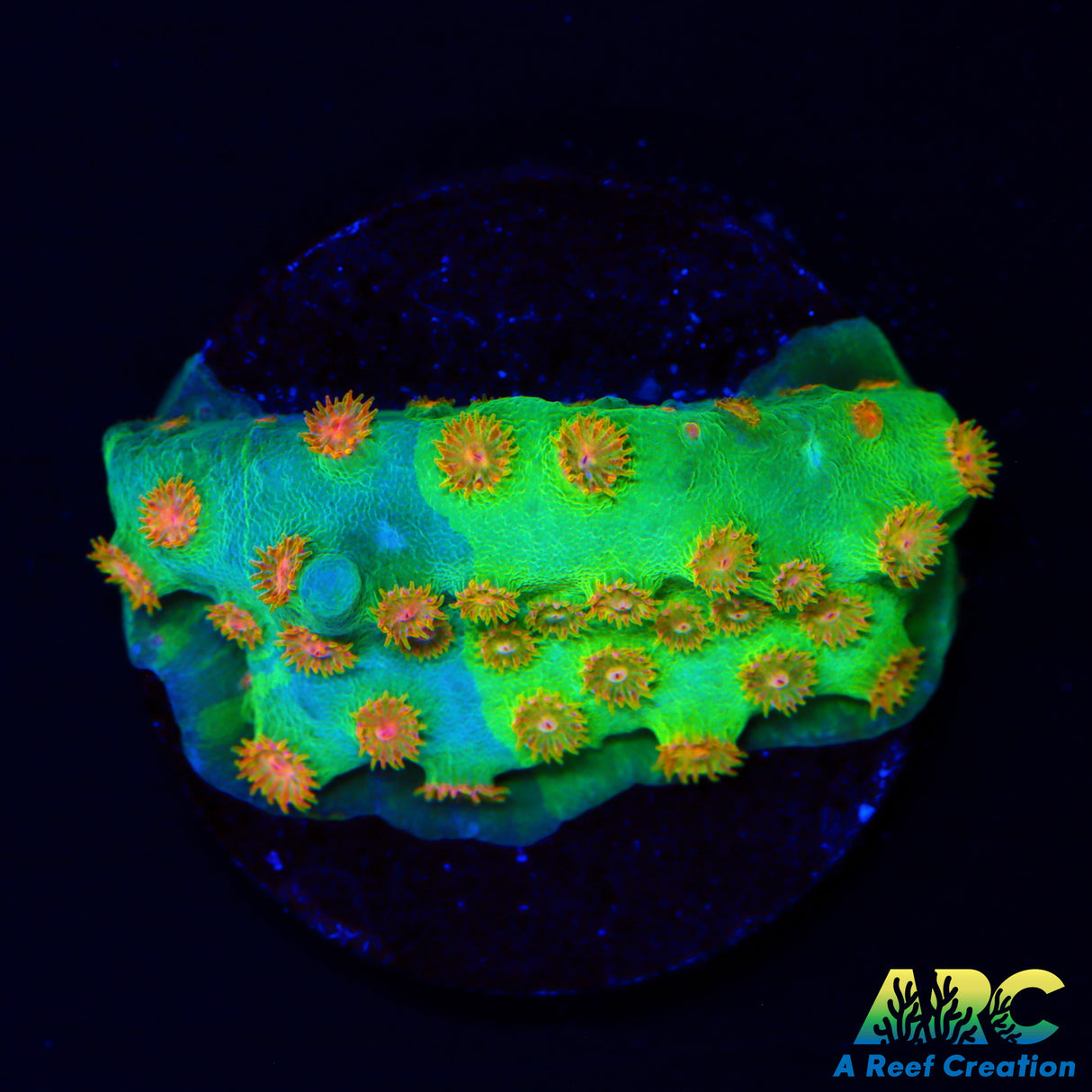 Grafted Reptar Cyphastrea