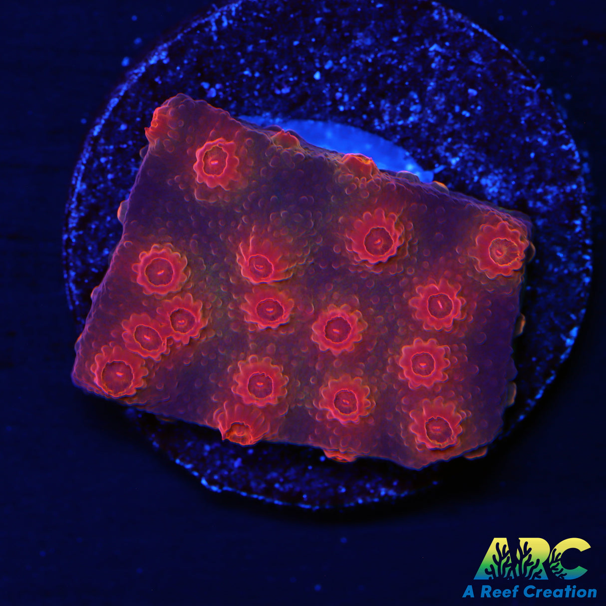 Red Brick Cyphastrea