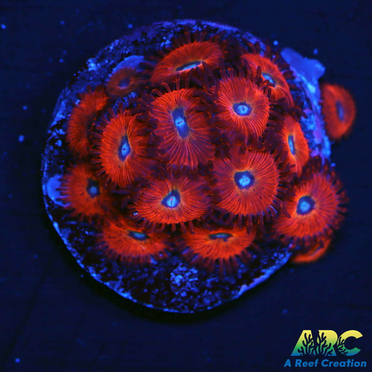 WWC Charmander Zoa