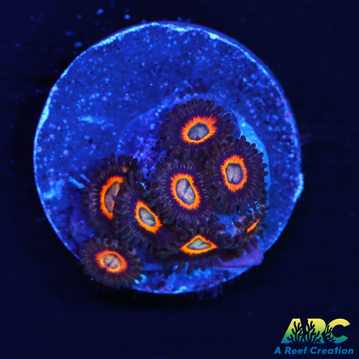 Dragon Ball Z Zoas
