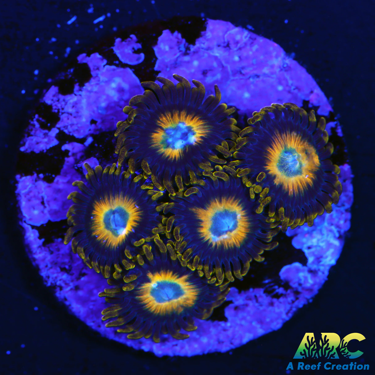 Scrambled Egg Zoa