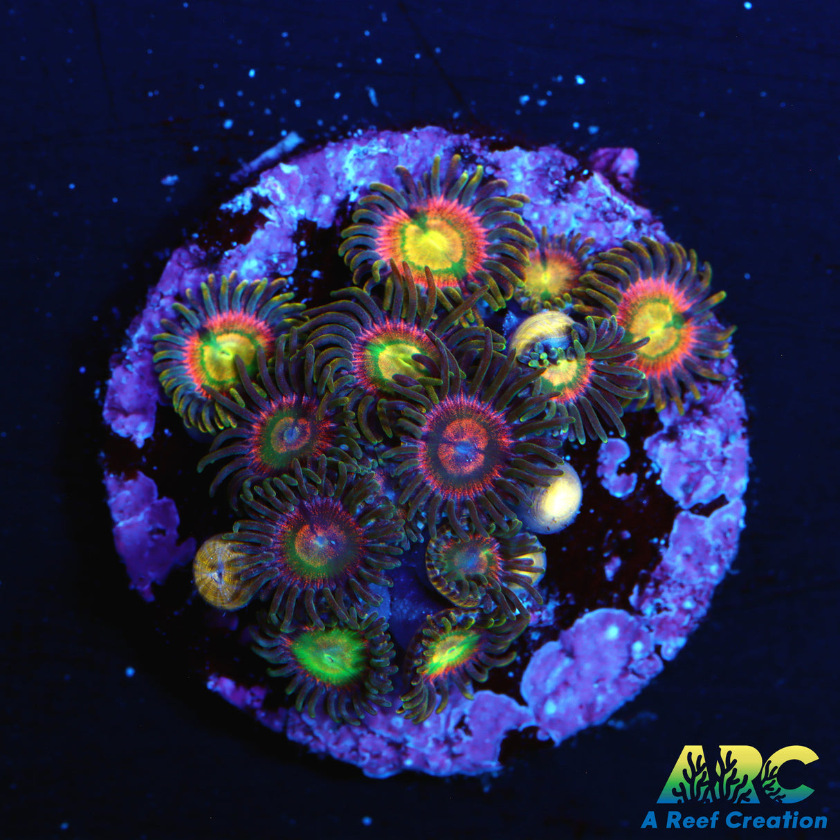 RR Krakens Zoa