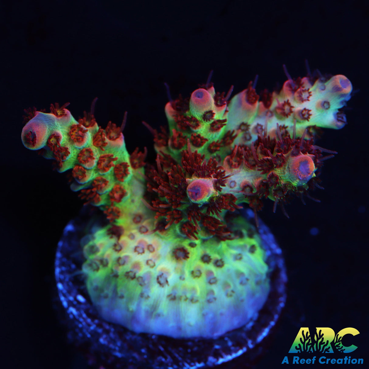 TCK Fuzzy was a Bear Acro