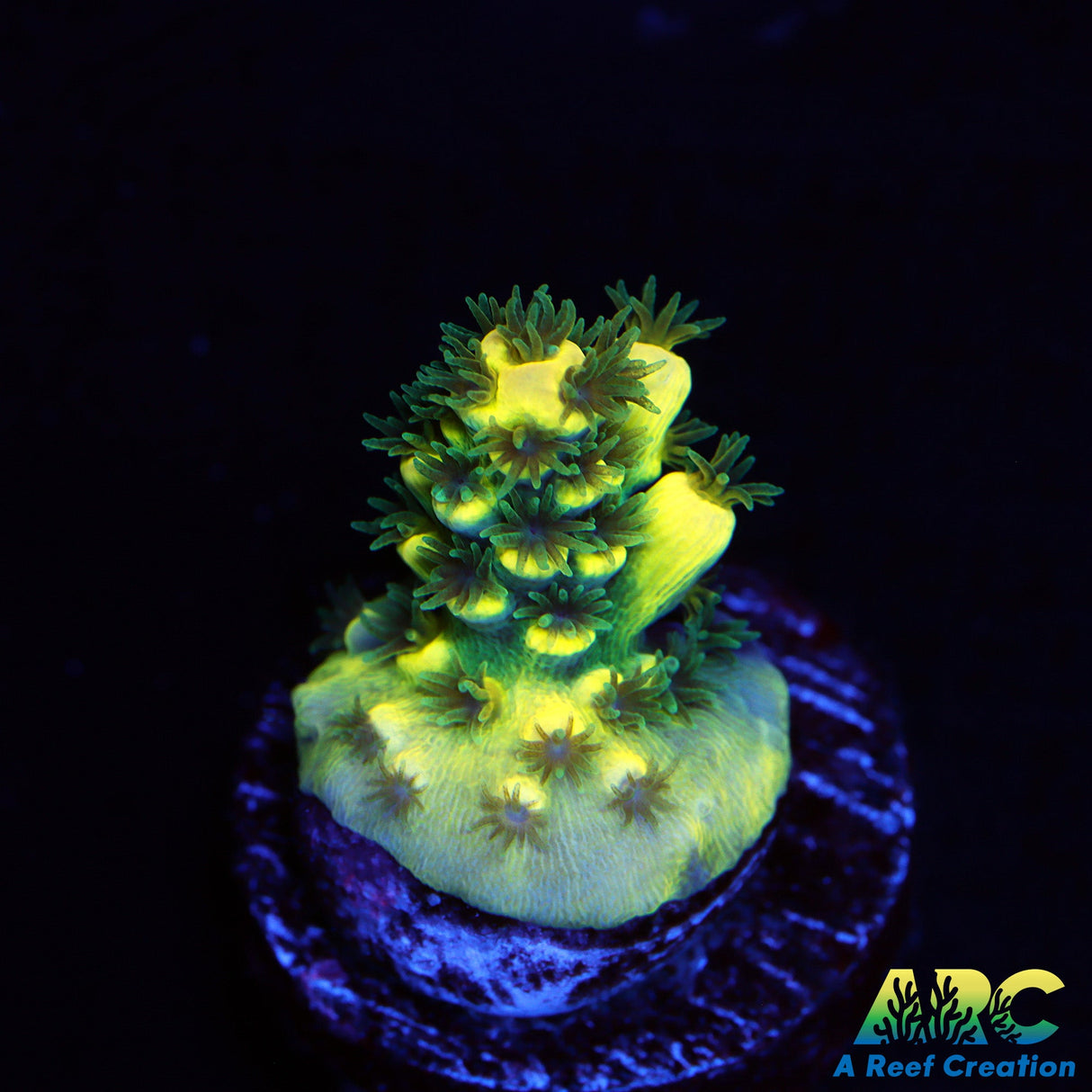 TCK Solar Beam Tenuis